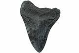 Fossil Megalodon Tooth - South Carolina #234193-1